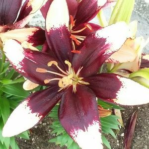 Meet your Posher, Light